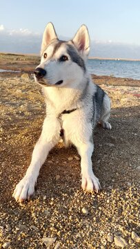Huskey dog on the sunny morning beach.