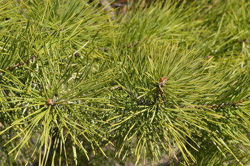 Young pine branches with buds, close-up. Natural green background. Pine needles.