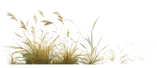 Patch of hair grass, delicate and fine, often used to add a soft texture to garden compositions, thriving in cool, moist conditions, isolated on transparent background