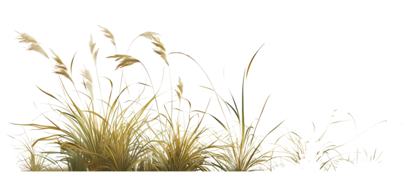 Patch of hair grass, delicate and fine, often used to add a soft texture to garden compositions, thriving in cool, moist conditions, isolated on transparent background