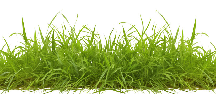 Stretch of zoysia grass, renowned for its carpet-like density and heat tolerance, ideal for warm climates, isolated on transparent background