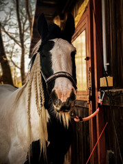 Beautiful black and white horse standing in front of the stable door