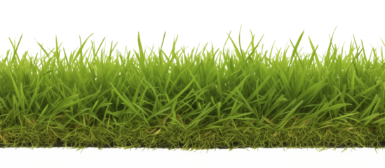Strip of bentgrass, often used on golf course greens for its fine texture and high tolerance to close mowing, isolated on transparent background