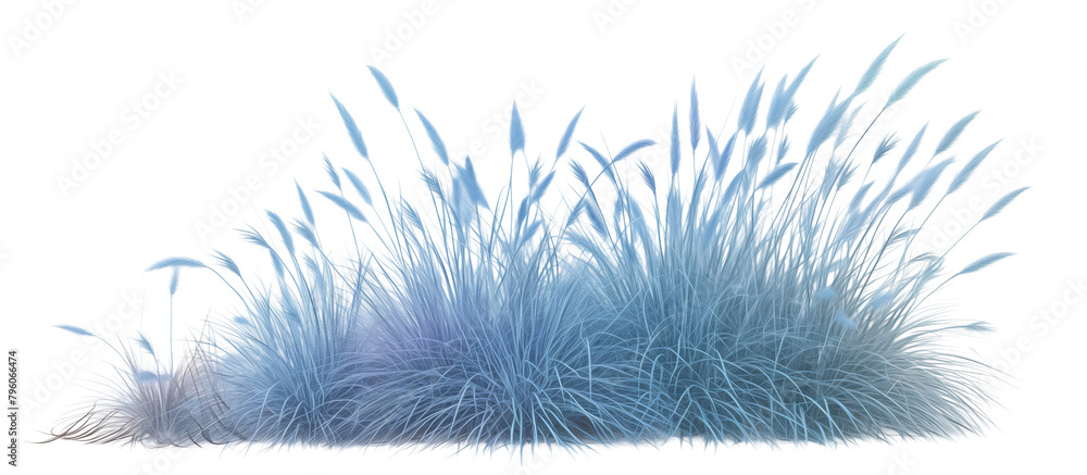 Wall mural Cluster of blue fescue grass, known for its compact blue-gray tufts, adding a modern touch to rock gardens and borders, isolated on transparent background