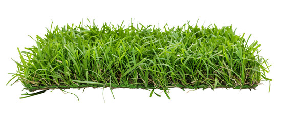 Sod of Bermuda grass, commonly used in sports fields for its durability and rapid growth, showcasing dense, green coverage, isolated on transparent background