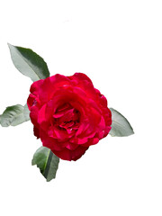 Red rose  on white Background