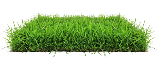 Lush green turf grass, perfectly manicured for a classic suburban lawn, showing uniformity and vibrant color, isolated on transparent background