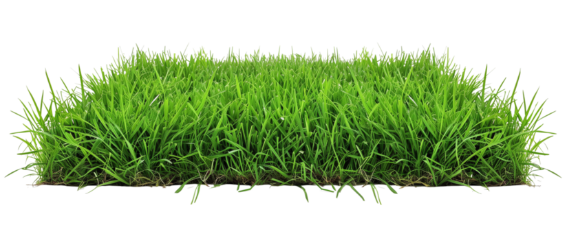 Lush green turf grass, perfectly manicured for a classic suburban lawn, showing uniformity and vibrant color, isolated on transparent background