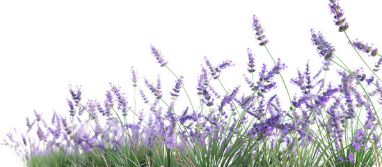 Sea of lavender flowers swaying in the breeze, creating a calming and aromatic landscape, isolated on transparent background