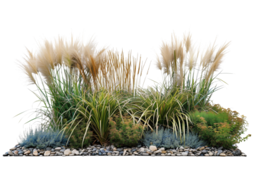 Tall ornamental grass bed featuring varieties such as feather reed and blue fescue, adding elegance and texture to garden landscapes, isolated on transparent background