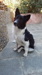 happy smiling border collie in rooftop garden