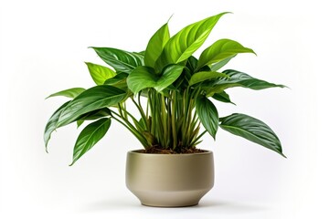Gardening houseplant flower leaf vase