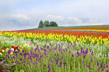Kanno Flower Gardens in Biei town, Hokkaido, Japan.