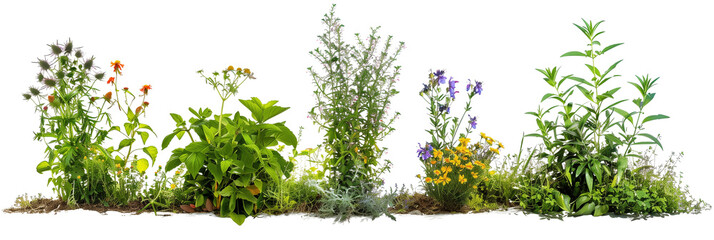 set of herb gardens featuring flowers, where culinary herbs are intermingled with edible blooms, isolated on transparent background