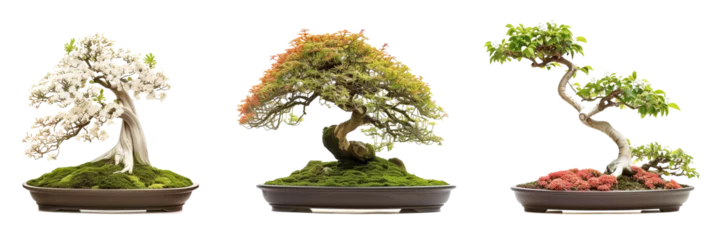  set of arrangements of bonsai trees, each paired with blooming underplants, isolated on transparent background © MDNANNU