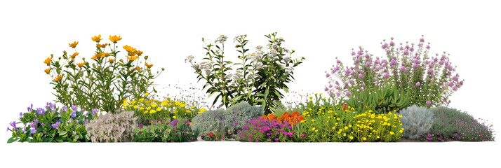 set of native flower beds, showcasing a blend of wildflowers and native shrubs, demonstrating natural garden design, isolated on transparent backgroun