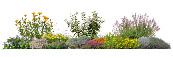 set of native flower beds, showcasing a blend of wildflowers and native shrubs, demonstrating natural garden design, isolated on transparent backgroun