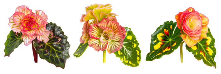 set of species of begonias, showcasing their varied leaf patterns and colorful blooms, isolated on transparent background