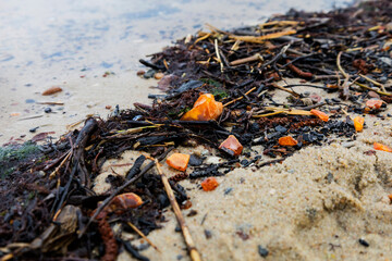 Beautiful pieces of amber among seaweed on a sandy beach