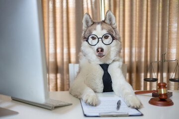 Cute husky dog looking into computer and document working in glasses and necktie © littlepigpower