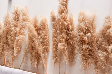 Natural beige dried flowers on the background of a concrete wall. Beautiful eco decor in the...