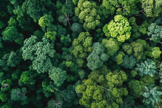 Sustainability net zero carbon negative forest nature Biodiversity Diversity concept, AI generated