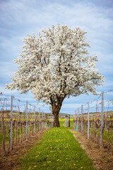 Blooming cherry tree in a vineyard Burgenland Austria