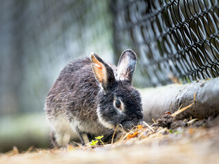 Adorable rabbit sitting on the grass by a metal fence in the garden
