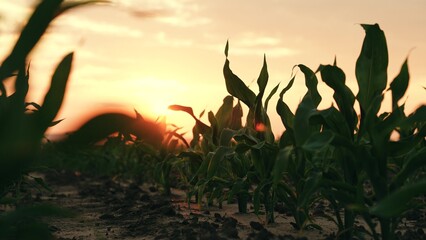 Green corn sprouts at sunset. Agricultural industry. Vegetable field, sunset. Field with corn...