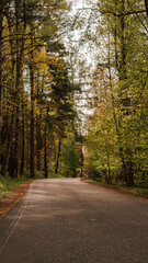 Road in the autumn forest. Spring landscape with road and trees.
