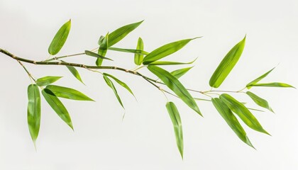 Fototapeta premium A branch of bamboo leaves against a white background.