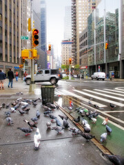 Urban city, trash and birds with road at traffic lights with litter, garbage and filth with cars....