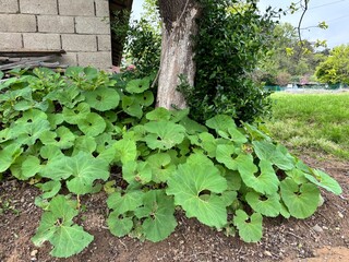 Butterbur, coltsfoot that I like to eat in Korea
