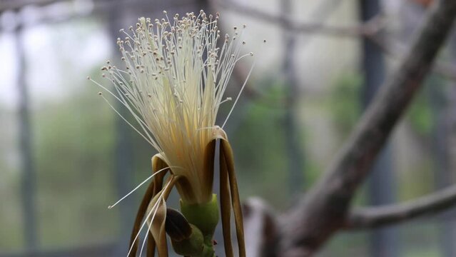 Pseudobombax ellipticum, also known as shaving brush tree, Dr Seuss tree, and amapolla tree, is a species of flowering  plant in the family Malvaceae, native to central America.