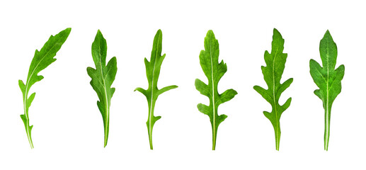 Set of green arugula or rucola leaves, isolate on white background for design, banner or border....