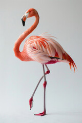 A flamingo standing on one leg, isolated on a white background