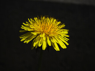 Yellow dandelion flower on a black background. Close-up.