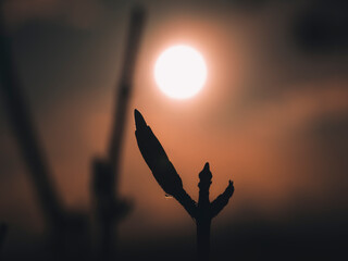 Silhouette of a reed plant at sunset.