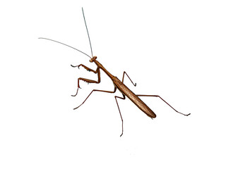  Diagonal Stick Insect White
