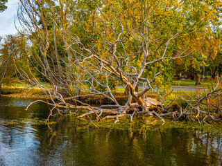 Lakeside Dead Tree And Autumn