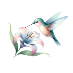 Hummingbird Hovering Over Pink Lily Illustration