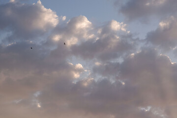 Pigeons flying on the roof, sky