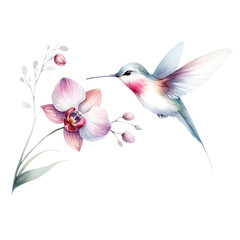Hummingbird with Orchids Watercolor Illustration
