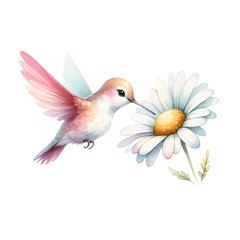 Hummingbird Visiting White Daisy Illustration
