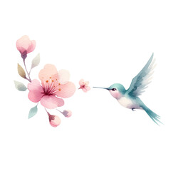 Fototapeta premium Hummingbird with Cherry Blossoms Watercolor Illustration 