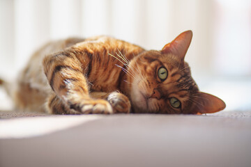 Cute lazy bengal cat laying on white floor in white interior, closeup portrait.