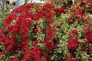 Southern jasmine,or Rhynchospermum jasminoides, in full bloom, and red bougainvillea,vines, in the...