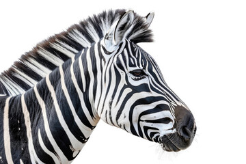 A zebra in profile, isolated on a white background