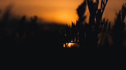 Silhouette of wheat field at sunset. Shallow depth of field