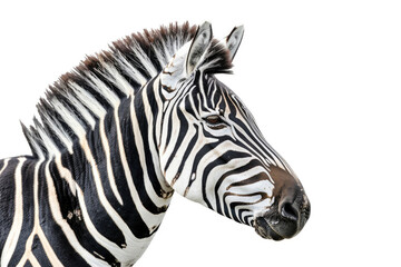 Fototapeta na wymiar A zebra in profile, isolated on a white background
